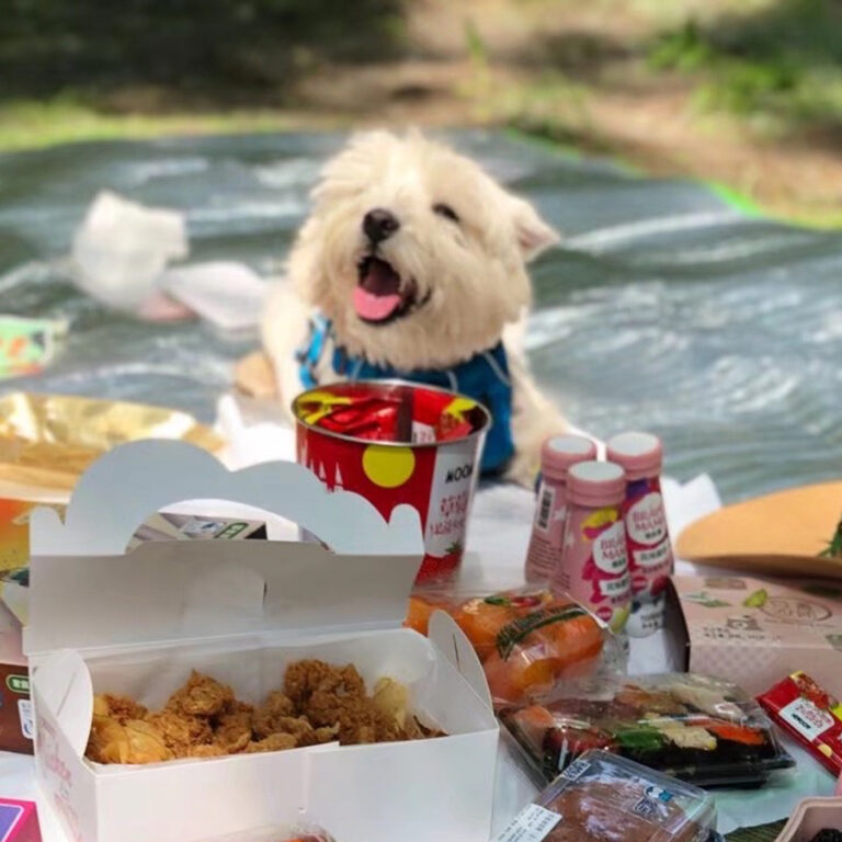 爱犬被毒死案后续:今日宣判,被告获刑 4 年 | 故事重播